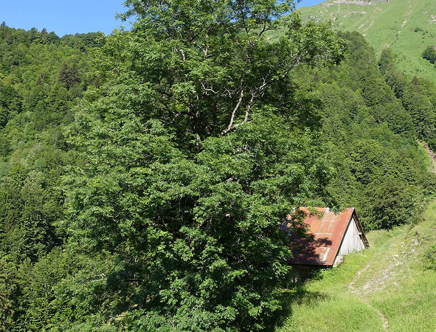 Plante – Frêne – Fraxinus excelsior