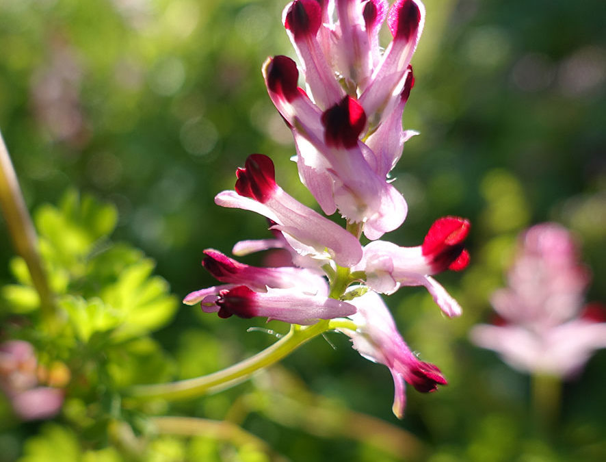 Plante – Fumeterre – Fumaria officinalis