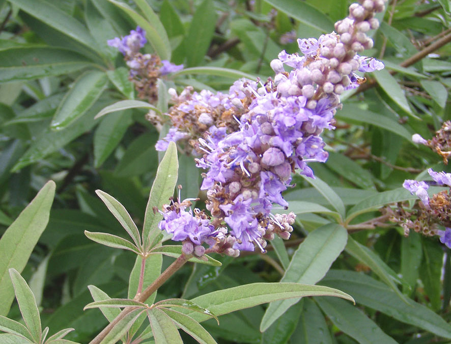 Plante – Gattilier – Vitex agnus-castus