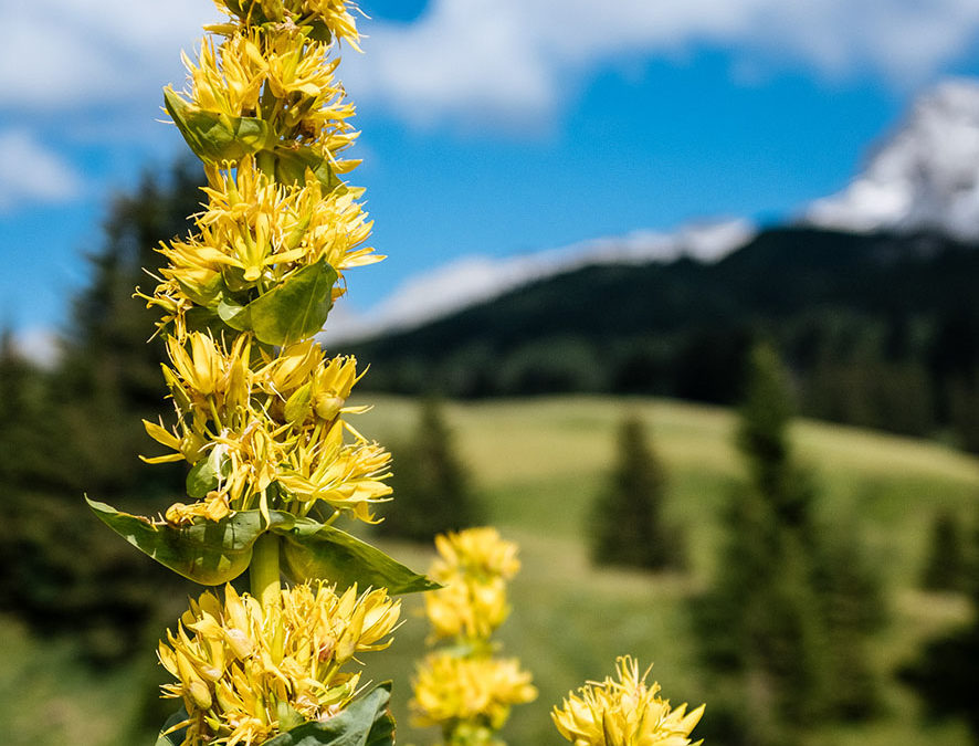 Plante – Gentiane jaune – Gentiana lutea