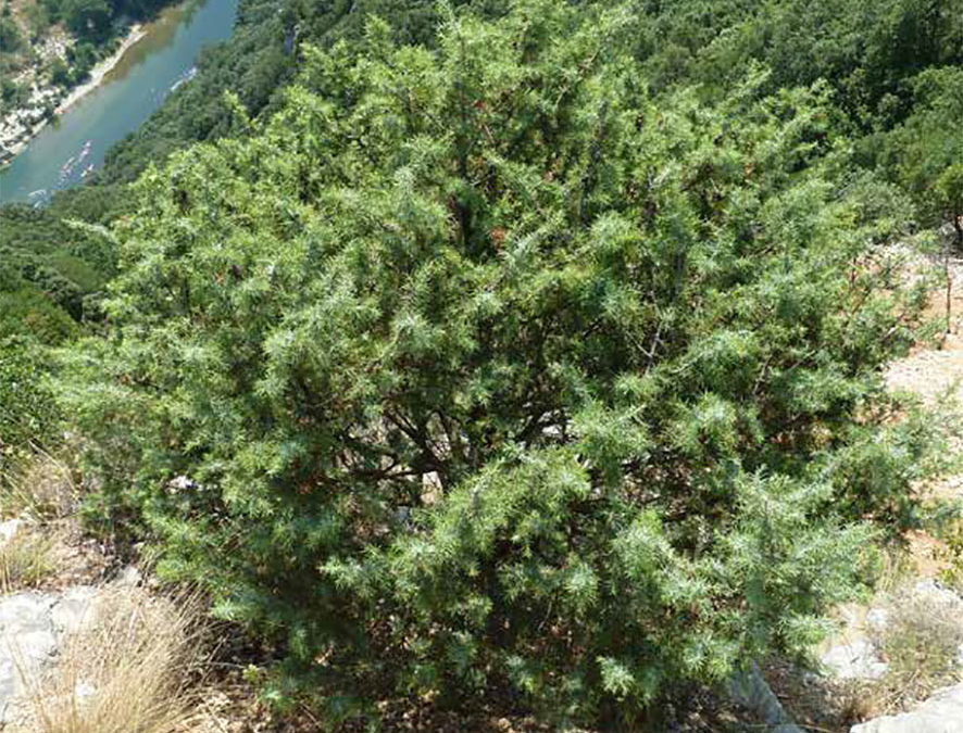 Plante – Genévrier – Juniperus communis