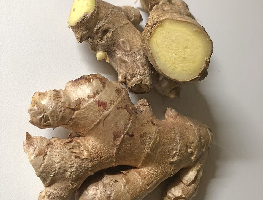 Plante – Gingembre – Zingiber officinale