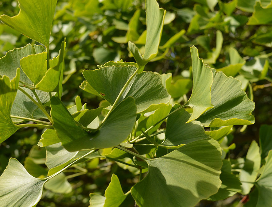 Plante – Ginkgo – Ginkgo biloba