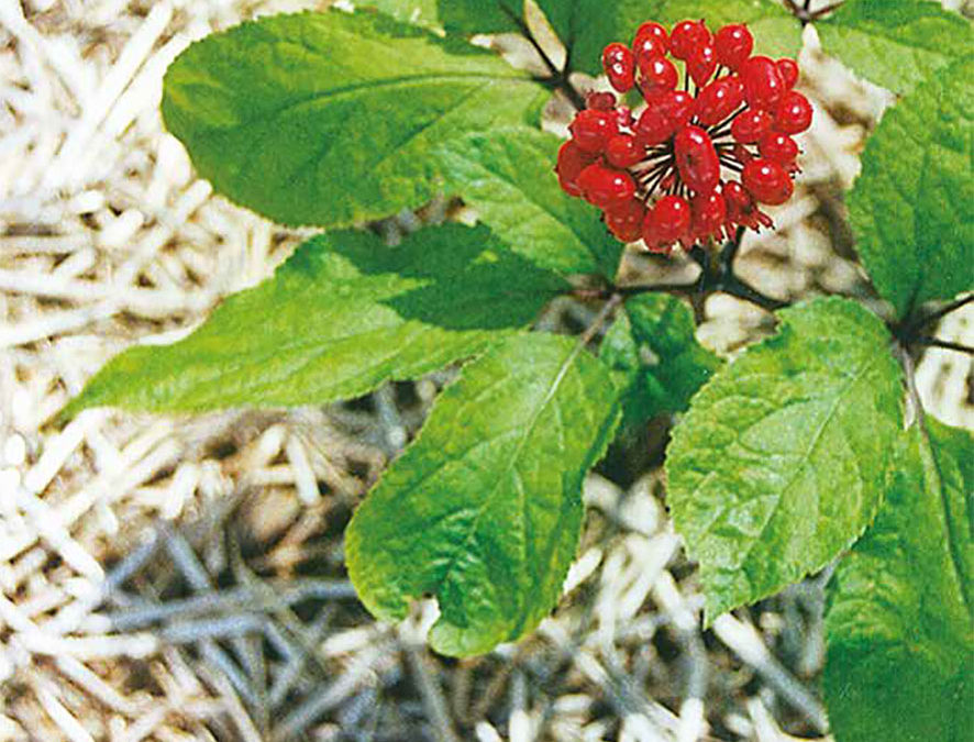 Plante – Ginseng – Panax ginseng