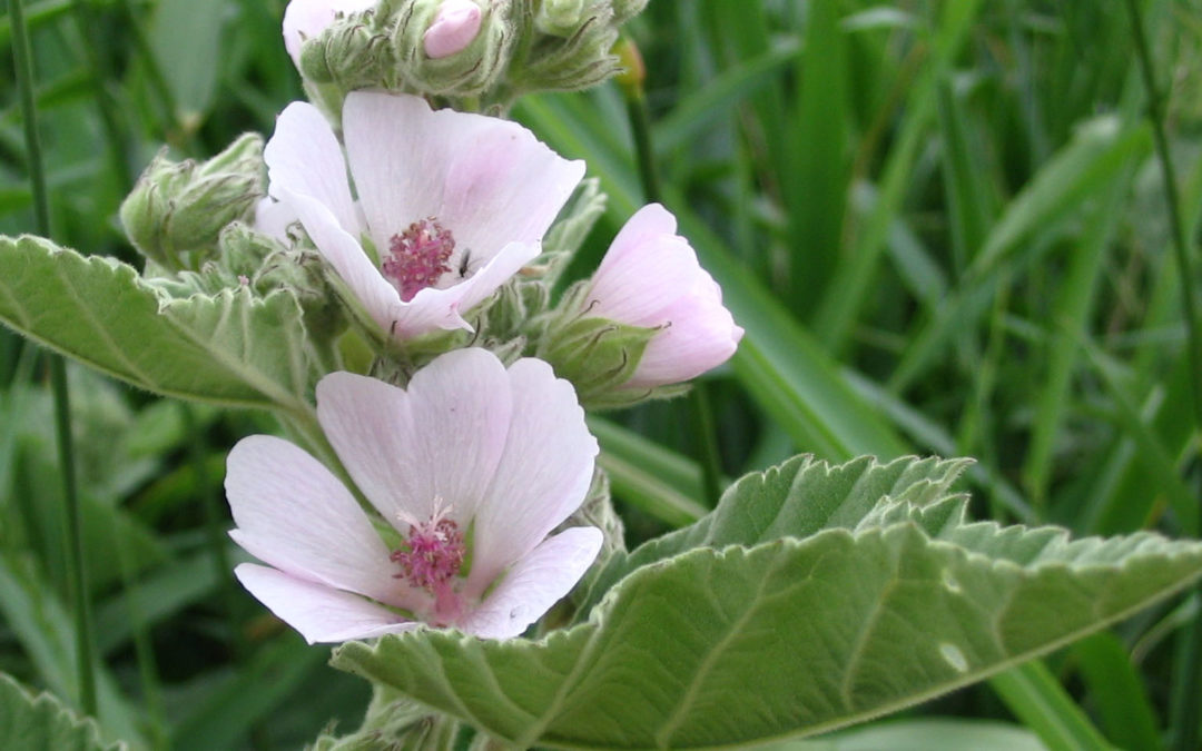 Plante – Guimauve – Althaea officinalis