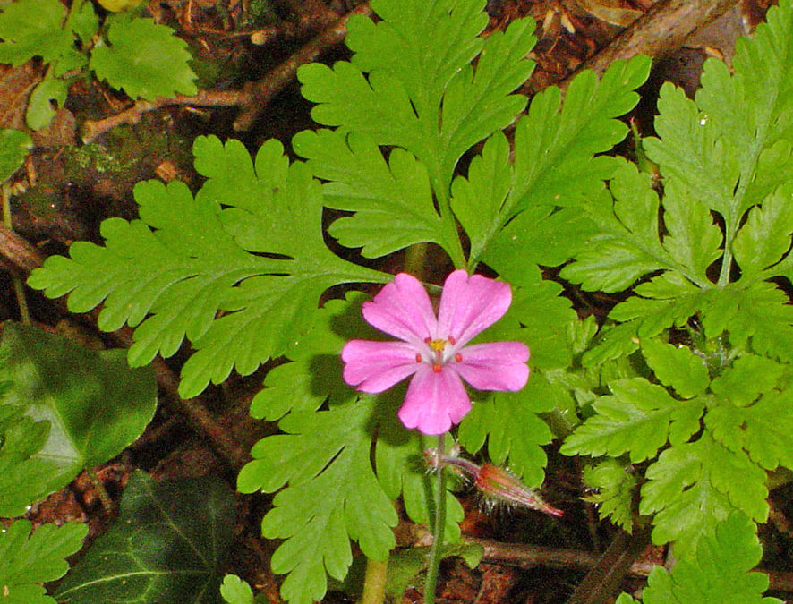 Plante – Géranium herbe à robert – Geranium robertianum