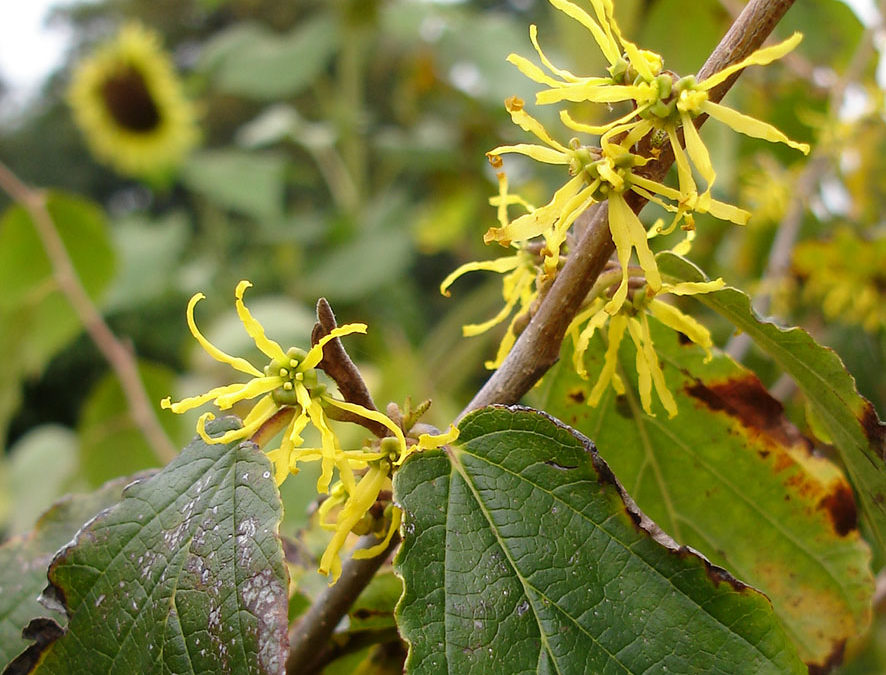 Plante – Hamamélis – Hamamelis virginiana