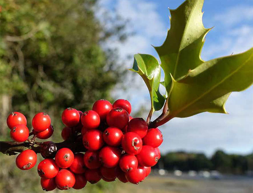 Plante – Houx – Ilex aquifolium