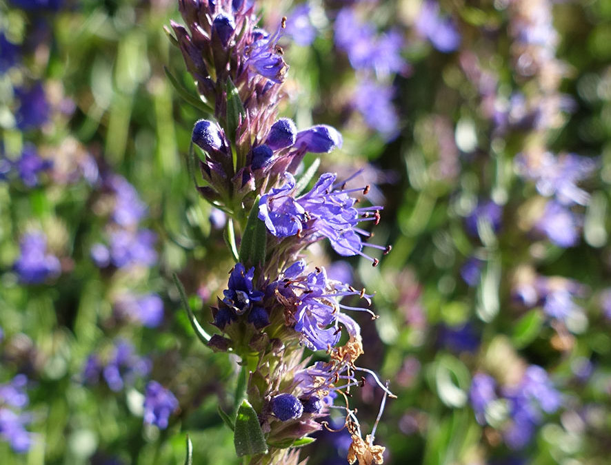 Plante – Hysope – Hyssopus officinalis