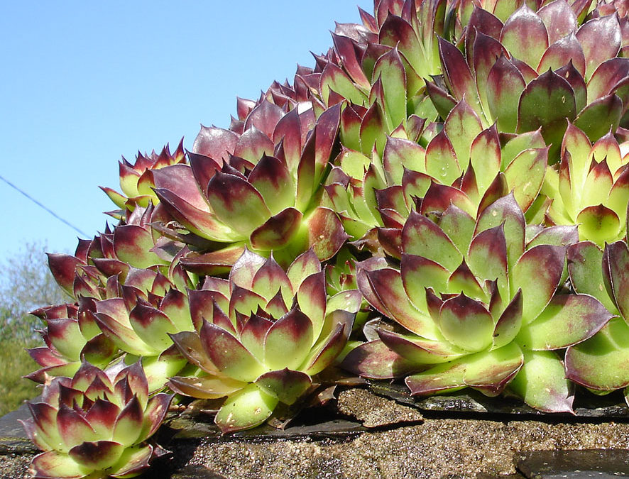 Plante – Joubarbe – Sempervivum tectorum
