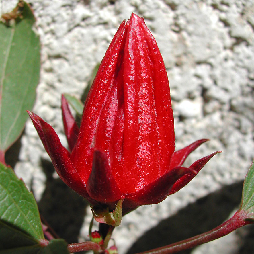 Plante Karkadé Bissap Hibiscus Sabdariffa Ethnobotanika