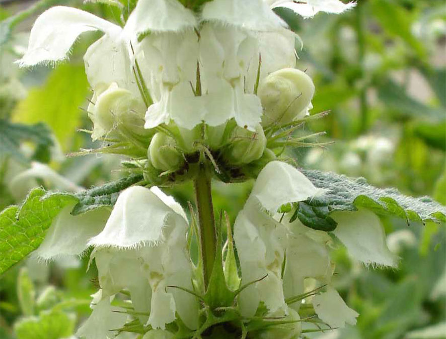 Plante – Lamier blanc – Lamium album