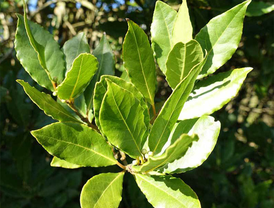 Plante – Laurier noble – Laurus nobilis