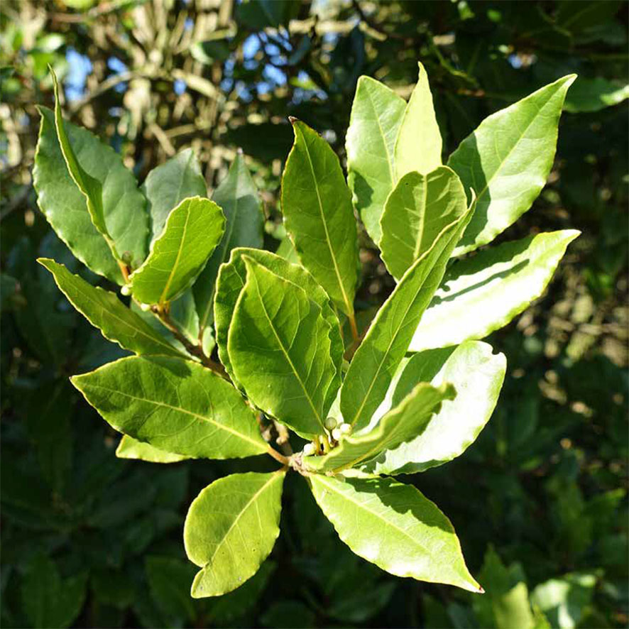 Plante Laurier Noble Laurus Nobilis Ethnobotanika