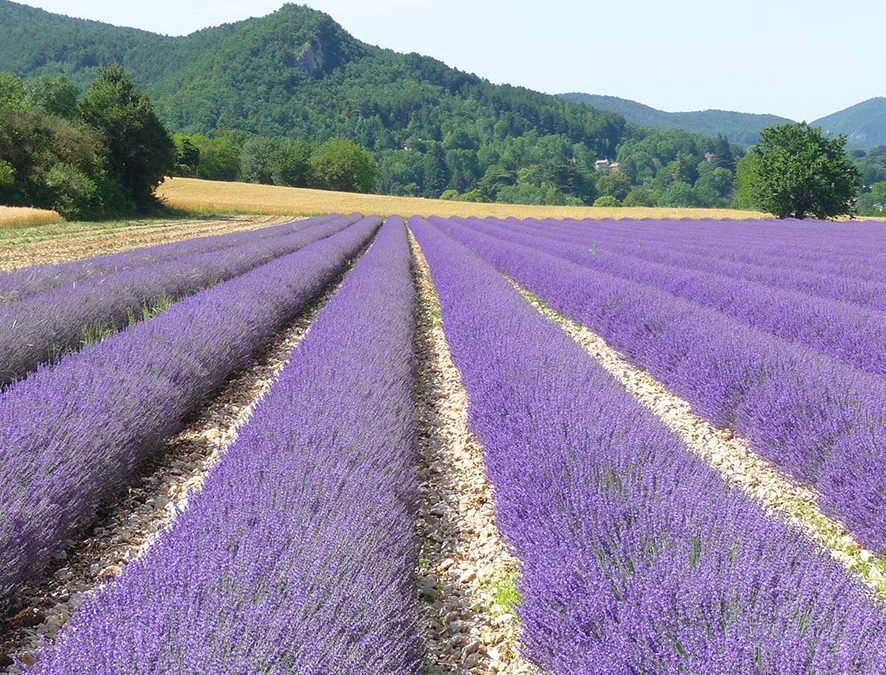 Plante – Lavande – Lavandula angustifolia