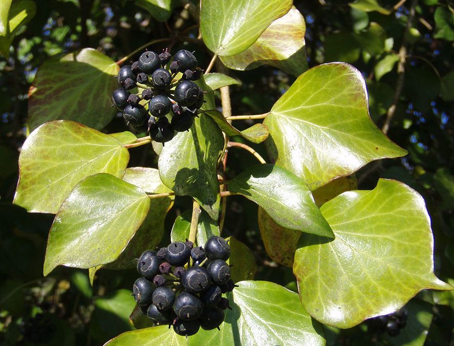 Plante – Lierre – Hedera helix
