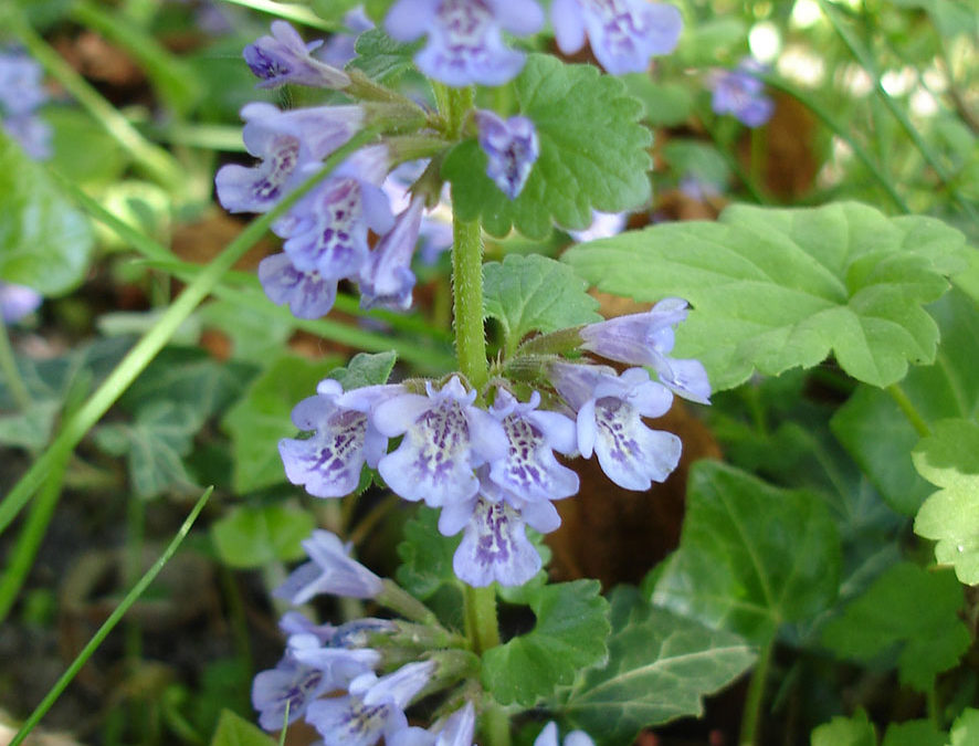 Plante – Lierre terrestre – Glechoma hederacea