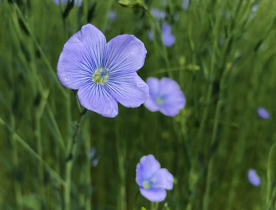 Plante – Lin – Linum usitatissimum