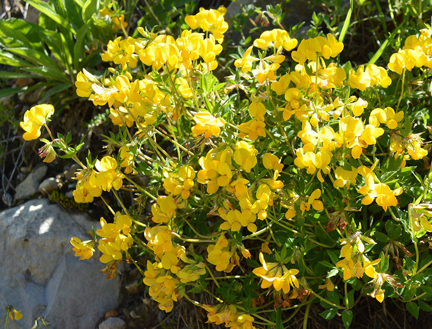 Plante – Lotier corniculé – Lotus corniculatus
