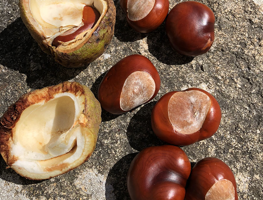 Plante – Marronnier d’Inde – Aesculus hippocastanum