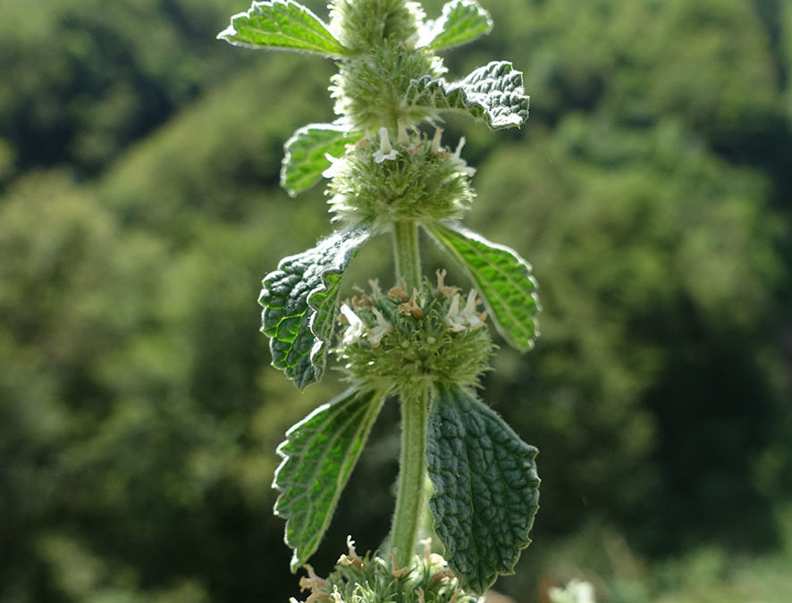 Plante – Marrube – Marrubium vulgare