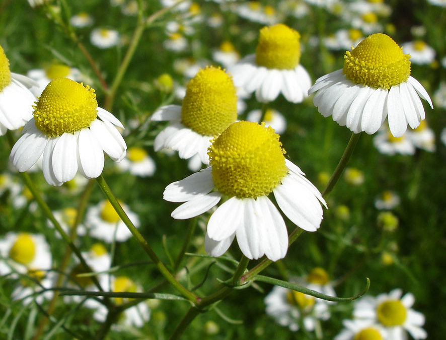 Plante – Matricaire – Matricaria recutita