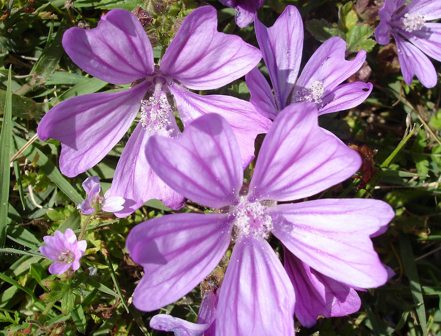 Plante – Mauve – Malva sylvestris