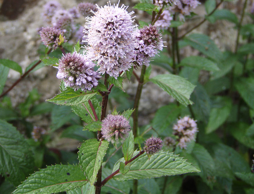 Plante – Menthe – Mentha x piperita