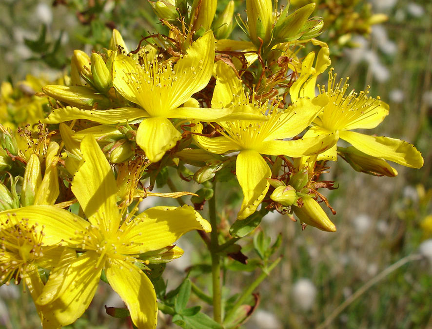 Plante – Millepertuis – Hypericum perforatum