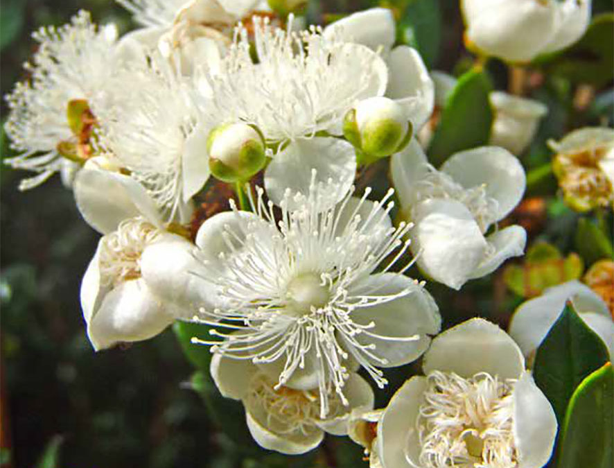Plante – Myrte – Myrtus communis