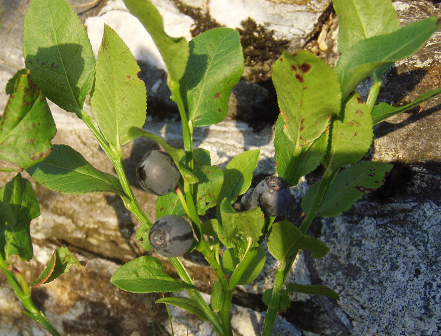 Plante – Myrtillier – Vaccinium myrtillus