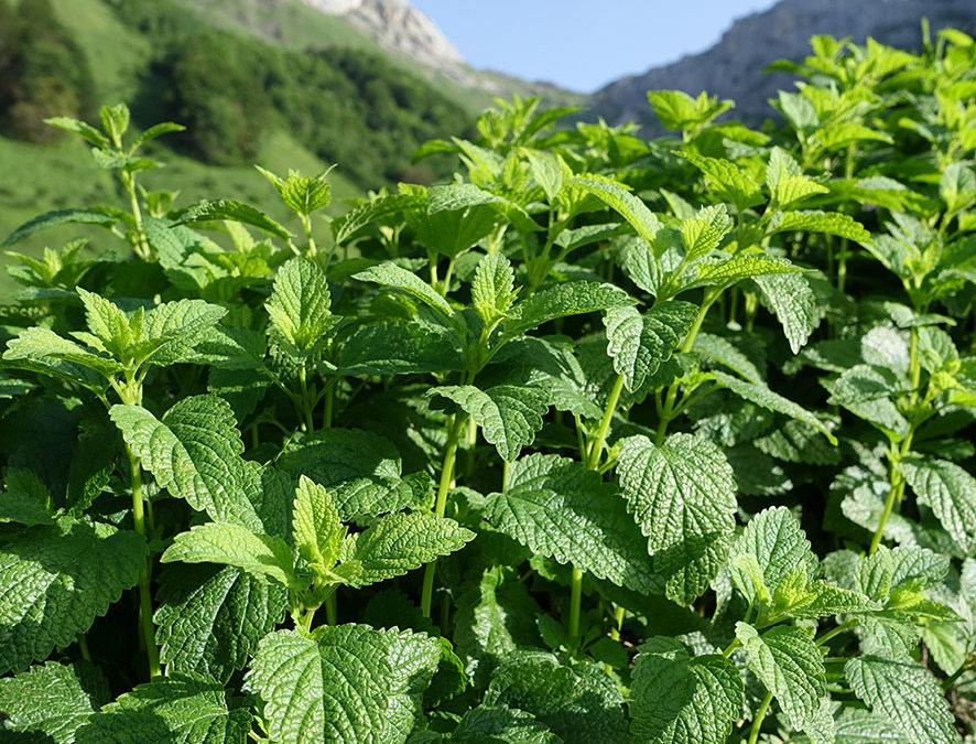 Plante – Mélisse – Melissa officinalis
