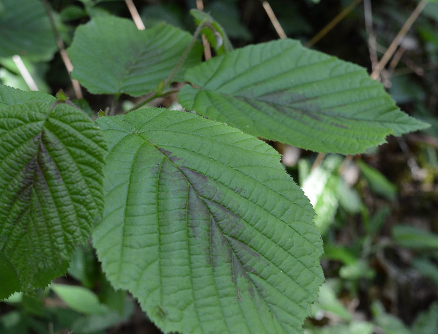 Plante – Noisetier – Corylus avellana