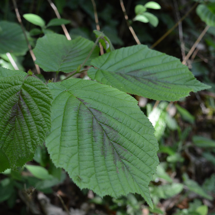 NOISETIER CORYLUS AVELLANA intelligence overview