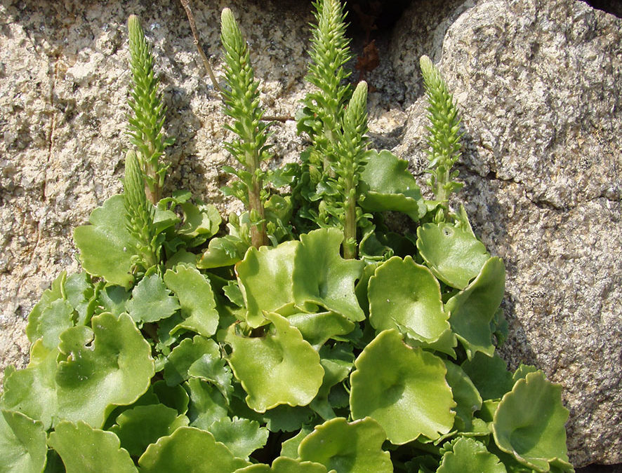 Plante – Nombril de Vénus – Ombilic de Vénus – Umbilicus rupestris