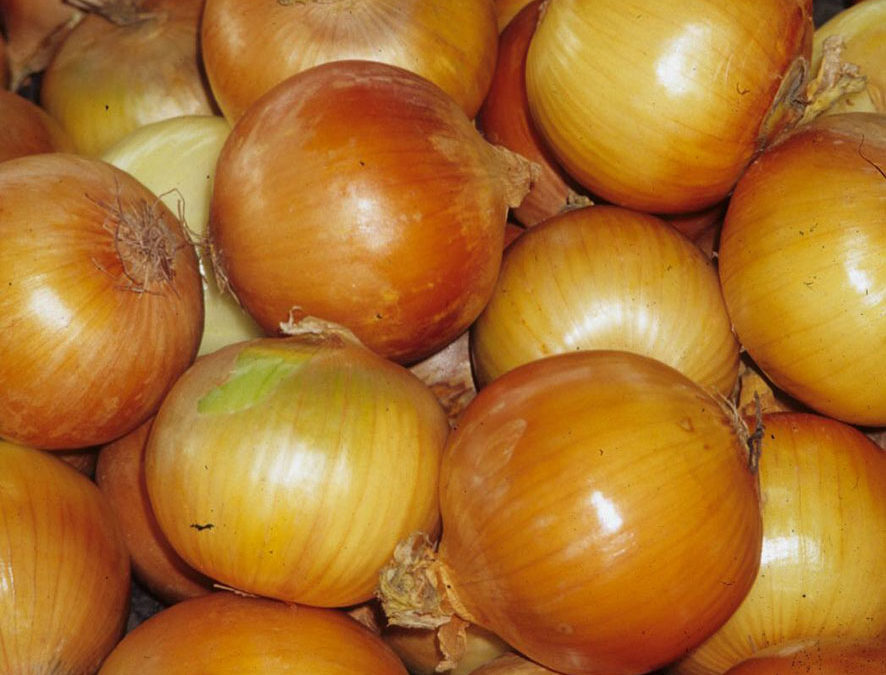 Plante – Oignon – Allium cepa