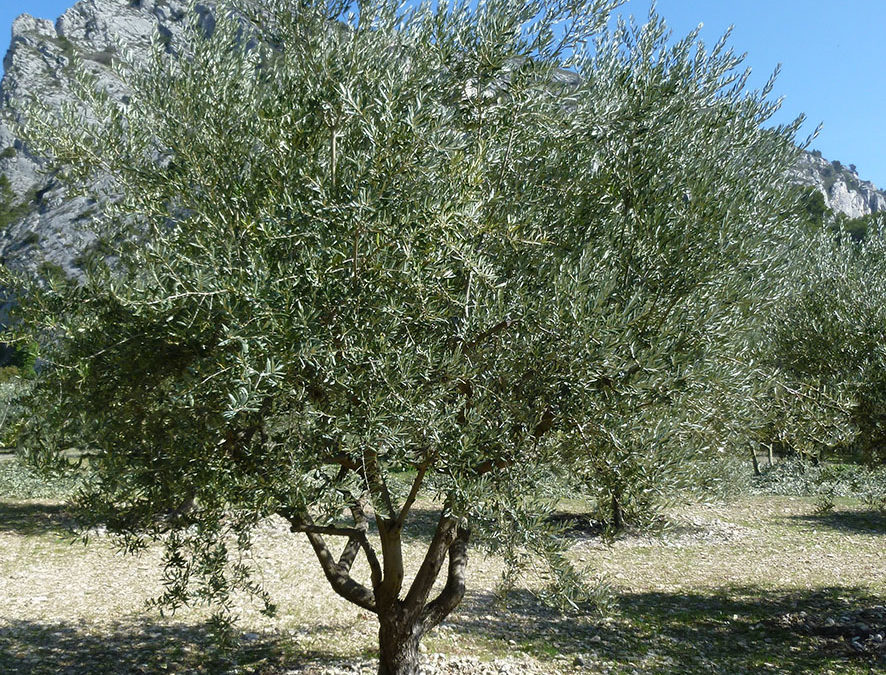 Plante – Olivier – Olea europea