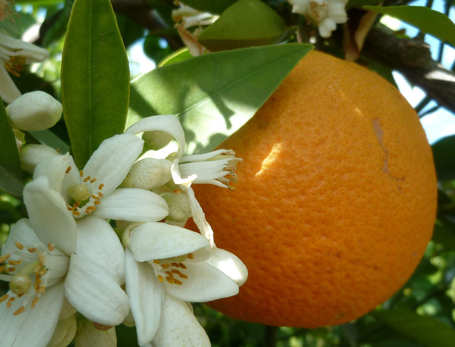 Plante – Oranger amer – Citrus aurantium