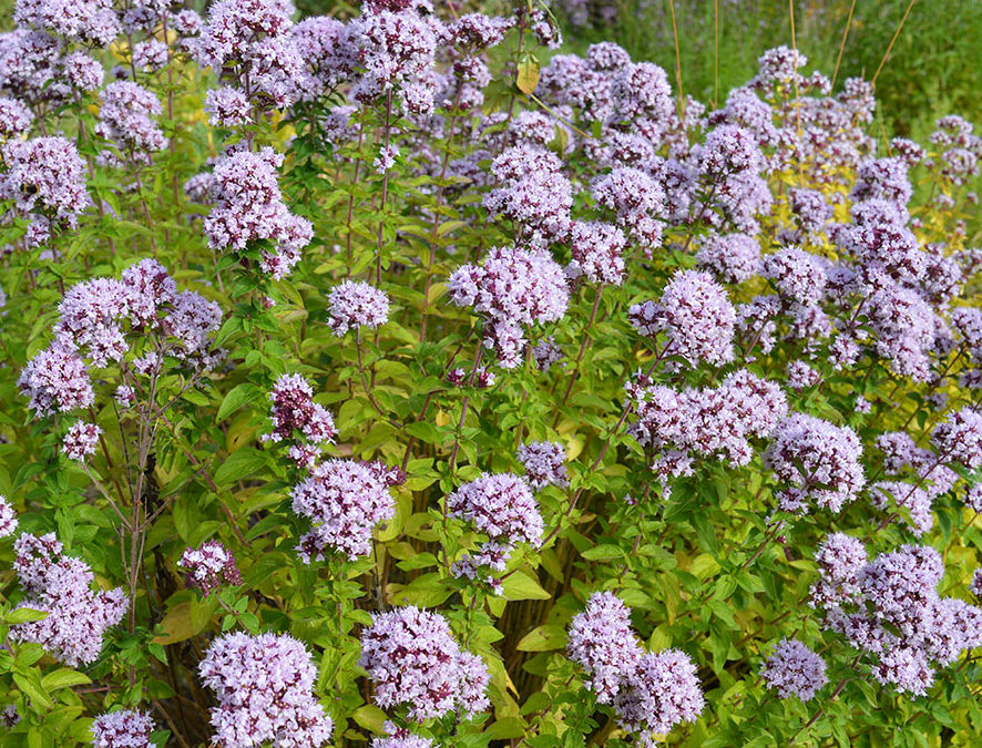 Plante – Origan – Origanum vulgare