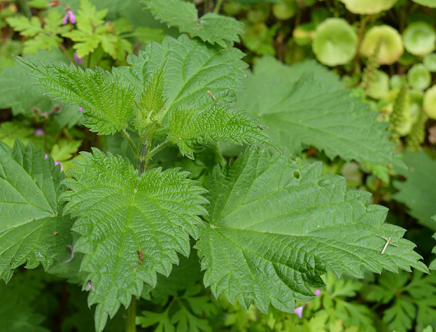 Plante – Ortie – Urtica dioica