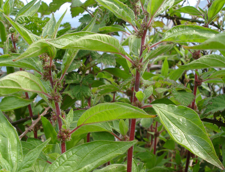 Plante – Pariétaire – Parietaria officinalis
