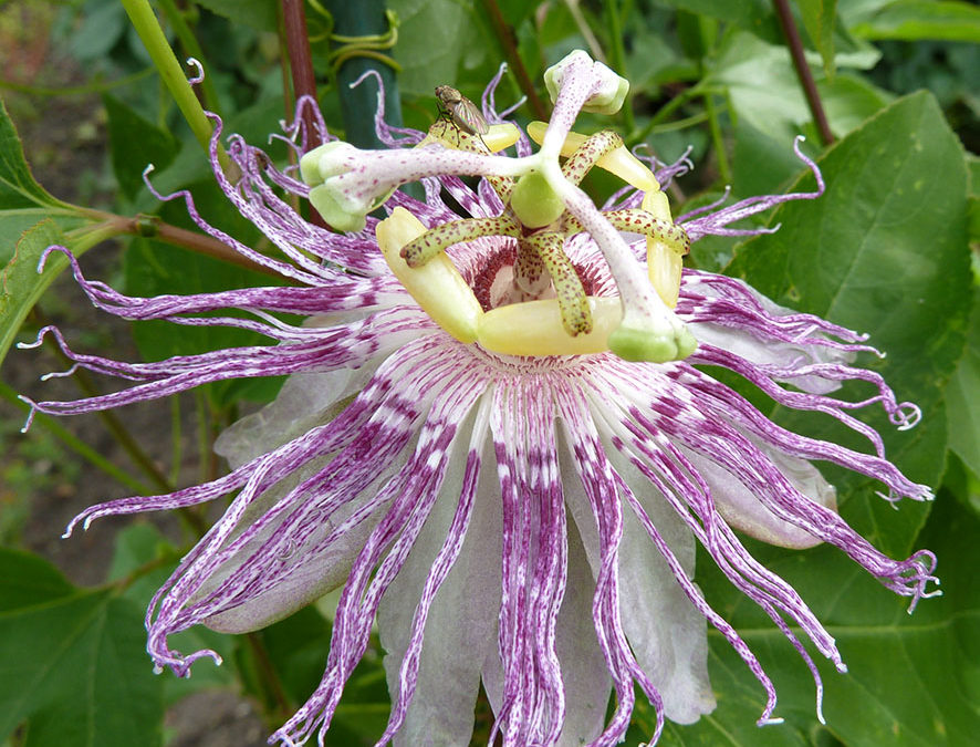 Plante – Passiflore – Passiflora incarnata
