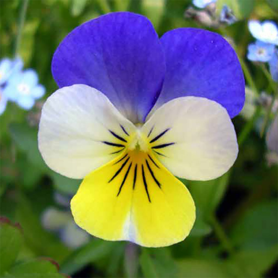 Plante - Pensée sauvage - Viola tricolor - Ethnobotanika