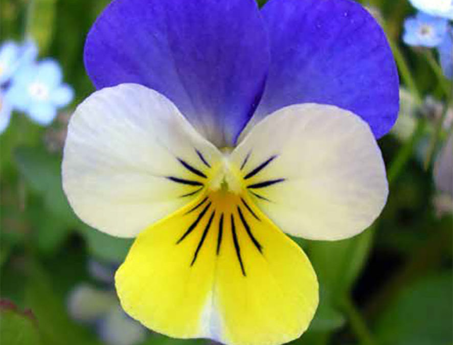 Plante – Pensée sauvage – Viola tricolor
