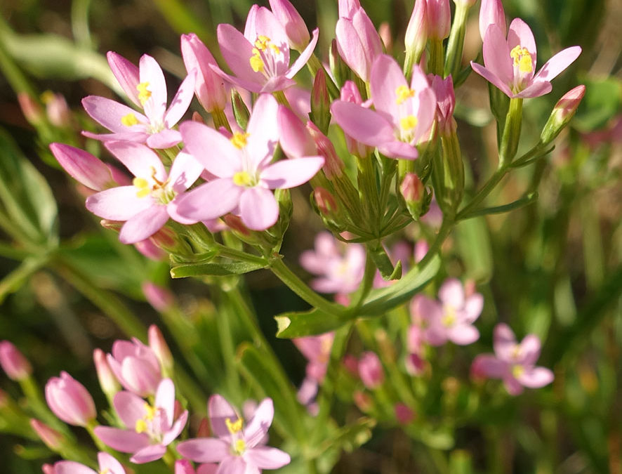 Plante – Petite centaurée – Centaurium erythraea