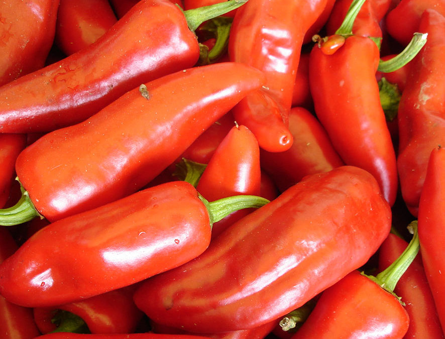 Plante – Piment – Capsicum annuum
