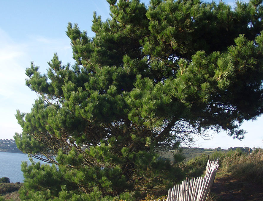 Plante – Pin – Pinus sylvestris