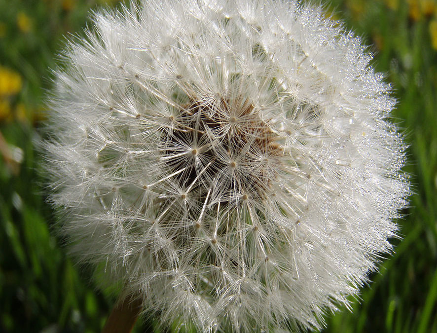 Plante – Pissenlit – Taraxacum