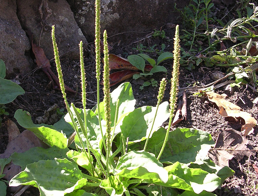 Plante – Plantain- Plantago major