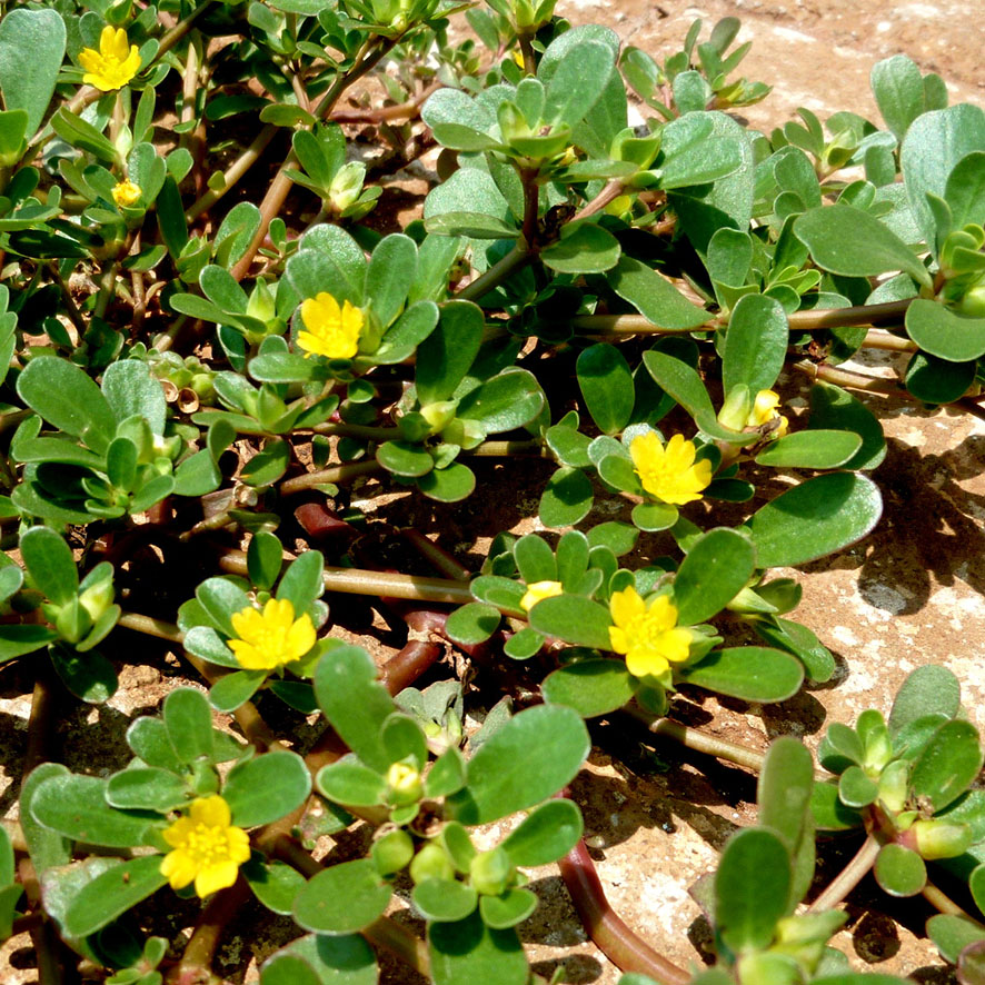 Plante - Pourpier - Portulaca oleracea - Ethnobotanika